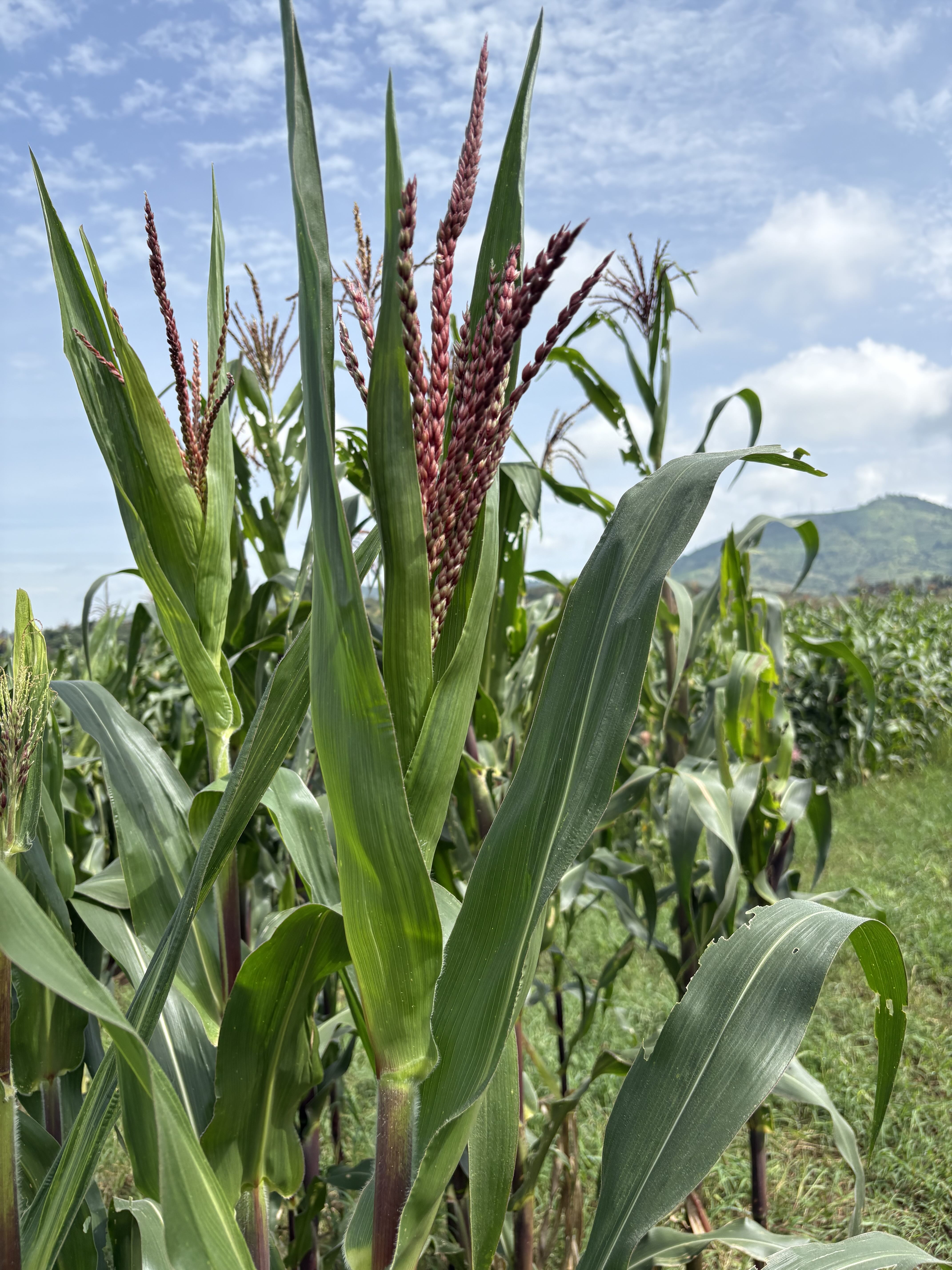 maize plant, corn plant