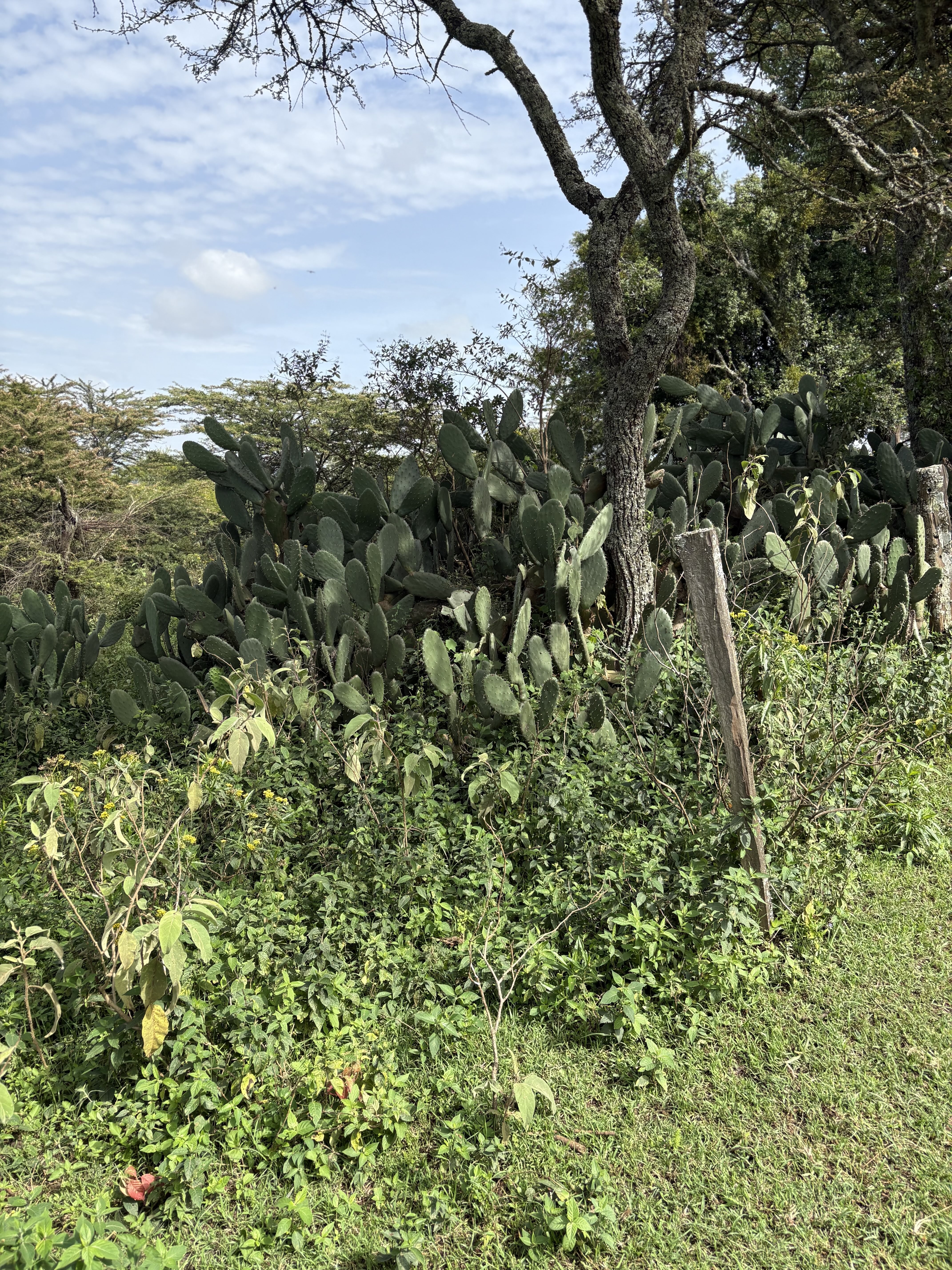 some bush, looks dangerous